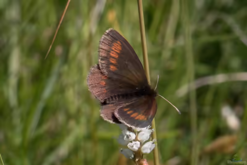 Kleiner Mohrenfalter im Garten (Einrichtungsbeispiele mit Erebia melampus)