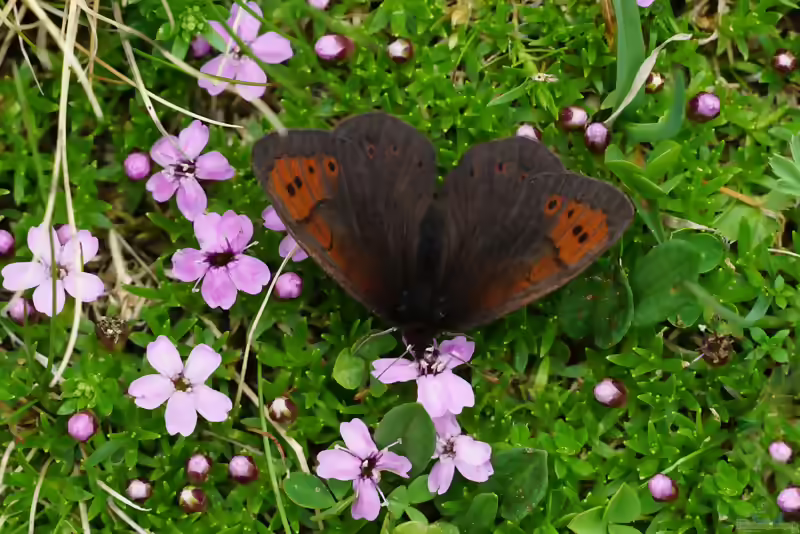 Graubrauner Mohrenfalter im Garten (Einrichtungsbeispiele mit Erebia pandrose)