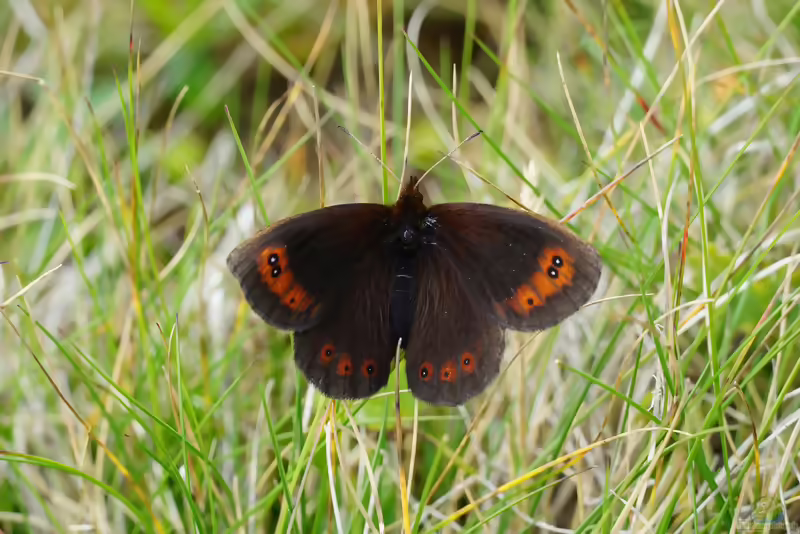 Quellen-Mohrenfalter: Erebia pronoe im Garten (Einrichtungsbeispiele mit Erebia pronoe)