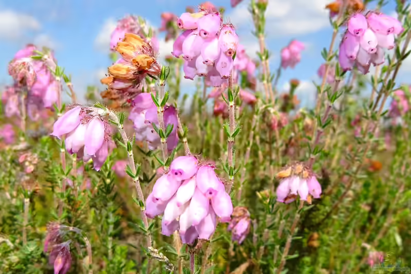 Erica tetralix im Garten pflanzen (Einrichtungsbeispiele mit Moor-Glockenheide)