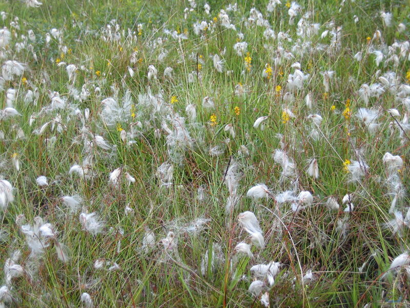 Eriophorum angustifolium am Gartenteich (Einrichtungsbeispiele mit Schmalblättriges Wollgras)