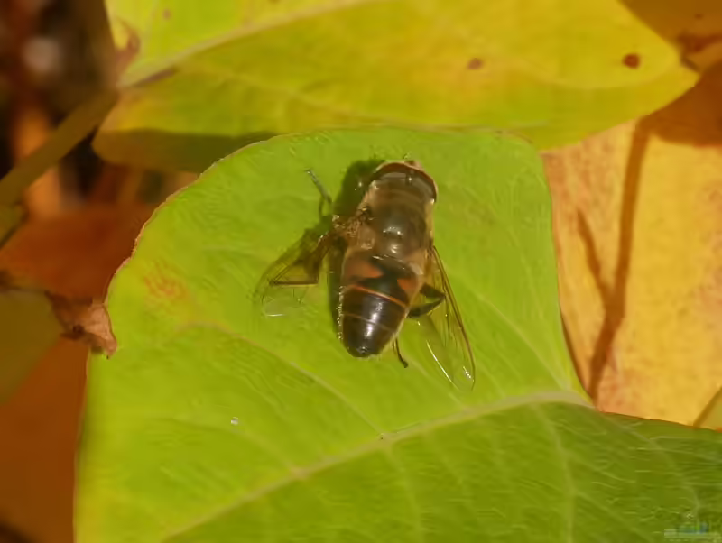 Eristalis tenax im Garten (Einrichtungsbeispiele mit Mistbiene)