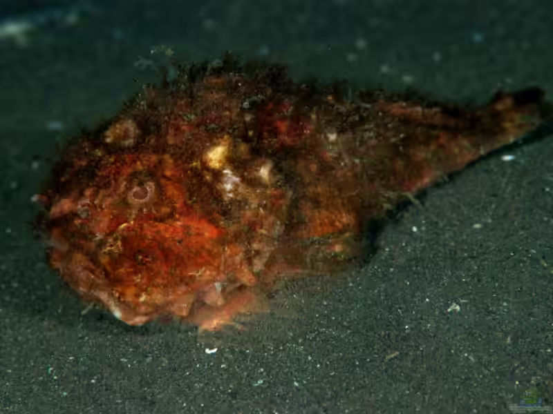 Erosa erosa im Aquarium halten (Einrichtungsbeispiele mit Rostiger Steinfisch)