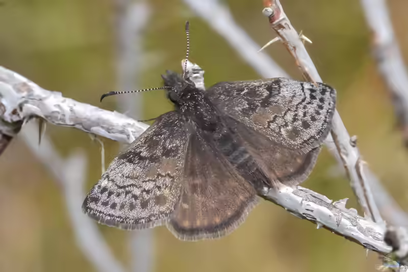 Kronwicken-Dickkopffalter: Erynnis tages im Garten (Einrichtungsbeispiele mit Erynnis tages)