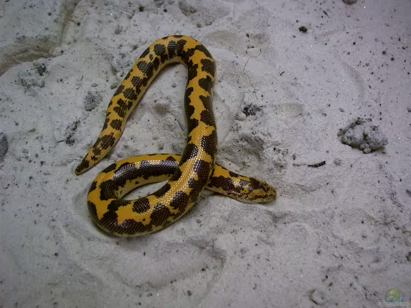 Eryx colubrinus im Terrarium pflegen (Einrichtungsbeispiele für Ägyptische Sandboa)