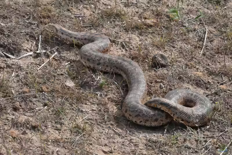 Eryx miliaris im Terrarium halten (Einrichtungsbeispiele mit Östliche Sandboa)