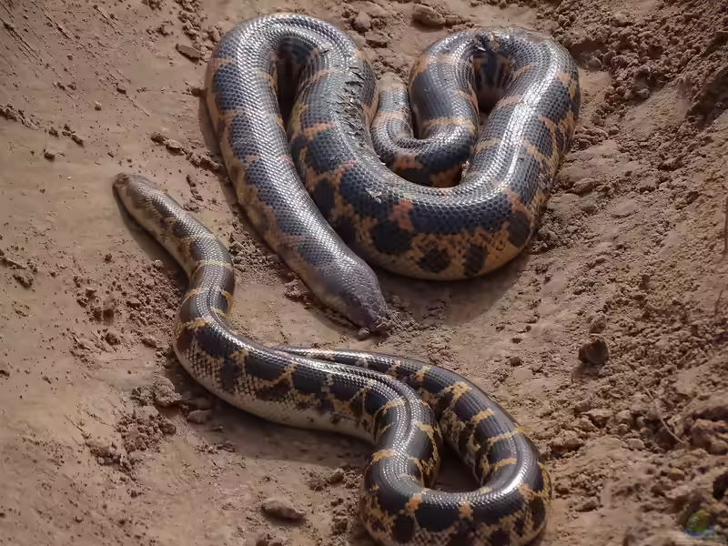 Eryx muelleri im Terrarium halten (Einrichtungsbeispiele mit Sahara-Sandboa)