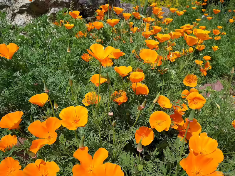 Eschscholzia californica im Garten pflanzen (Einrichtungsbeispiele mit Kalifornischer Mohn)