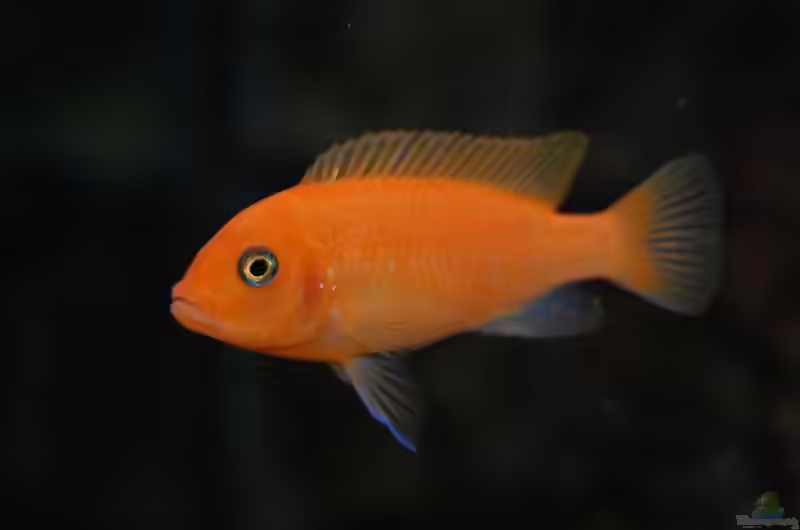 Maylandia estherae im Aquarium halten (Einrichtungsbeispiele mit Roter Zebra)