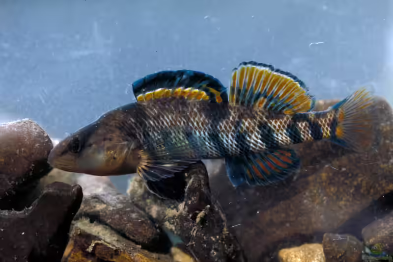 Etheostoma caeruleum im Aquarium halten (Einrichtungsbeispiele mit Regenbogen-Springbarsch)
