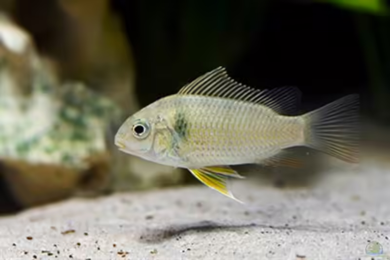 Etia nguti im Aquarium halten (Einrichtungsbeispiele für Etia nguti)