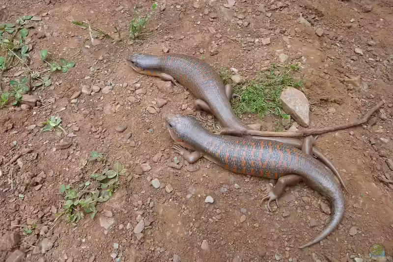 Eumeces algeriensis im Terrarium halten (Einrichtungsbeispiele für Berberskink)