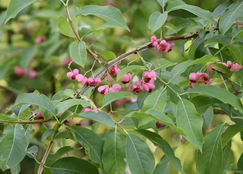 Euonymus phellomanus im Garten pflanzen (Einrichtungsbeispiele mit Hoher Korkflügelstrauch)