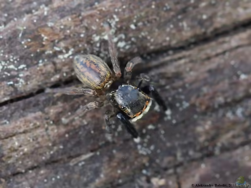 Euophrys frontalis: Gewöhnlicher Schönbrauspringer im Terrarium halten (Einrichtungsbeispiele mit Euophrys frontalis)
