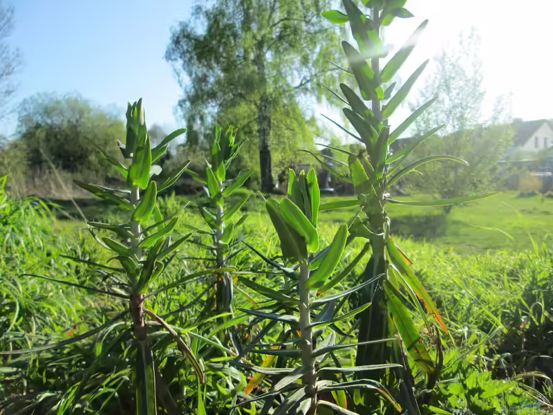 Euphorbia lathyris im Garten pflanzen (Einrichtungsbeispiele mit Kreuzblättrige Wolfsmilch)