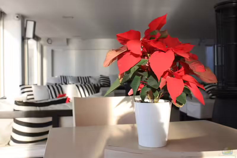 Euphorbia pulcherrima im Garten pflanzen (Einrichtungsbeispiele mit Weihnachtsstern)