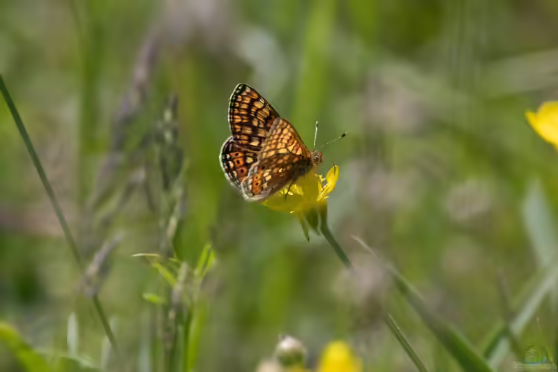 Goldener-Scheckenfalter im Garten (Einrichtungsbeispiele mit Euphydryas aurinia)