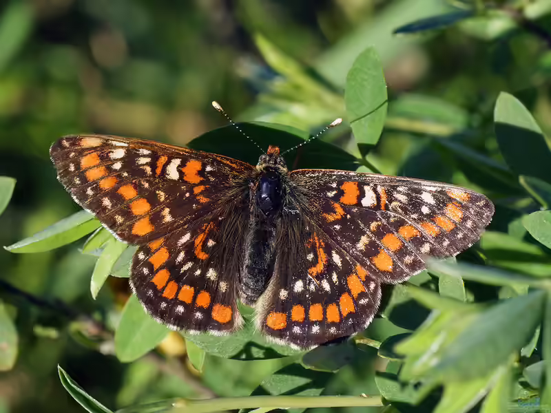 Euphydryas maturna im Garten (Einrichtungsbeispiele mit Maivogel)