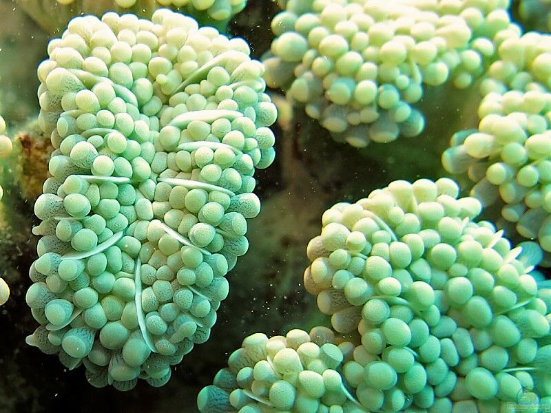 Euphyllia cristata im Aquarium halten (Einrichtungsbeispiele für Grüne Trauben-Koralle)  - Euphyllia-cristataaquarium