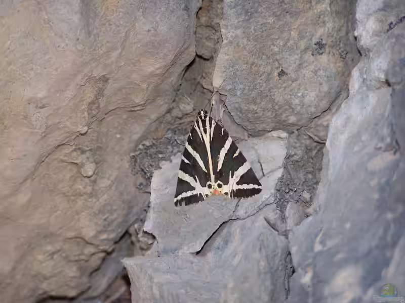 Euplagia quadripunctaria im Aquarium halten (Einrichtungsbeispiele mit Spanische Fahne)