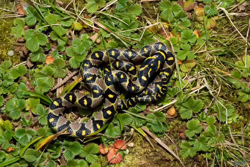 Euprepiophis mandarinus im Terrarium halten (Einrichtungsbeispiele mit Mandarinnatter)