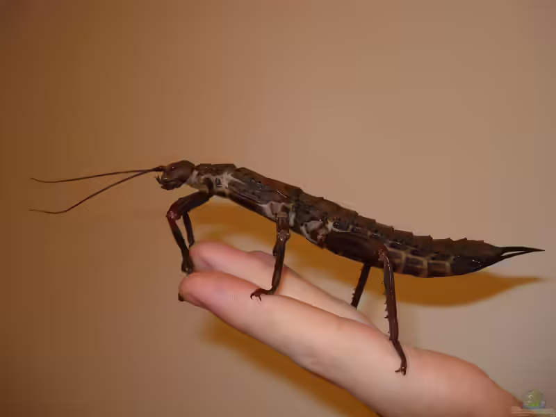 Eurycantha calcarata im Terrarium halten (Einrichtungsbeispiele mit Riesendornschrecke)