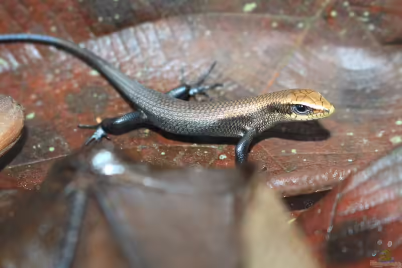 Eutropis multifasciata im Terrarium halten (Einrichtungsbeispiele mit Vielstreifenmabuye)