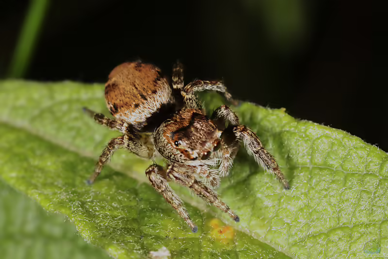 Evarcha falcata: Bunter Sichelspringer im Terrarium halten (Einrichtungsbeispiele mit Evarcha falcata)