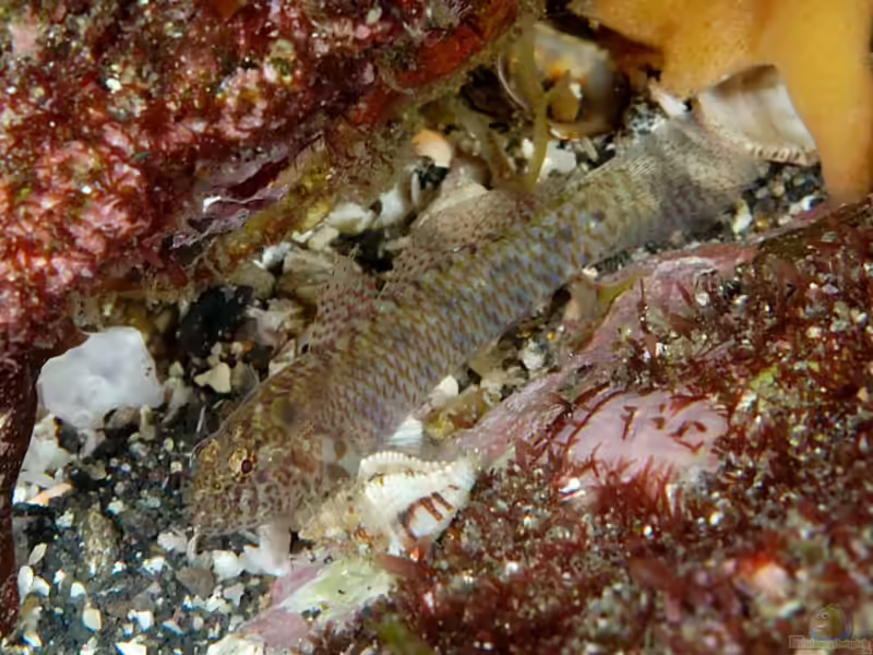 Eviota abax im Aquarium halten (Einrichtungsbeispiele für Eviota abax)