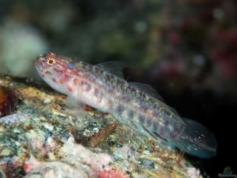 Eviota masudai im Aquarium halten (Einrichtungsbeispiele für Eviota masudai)