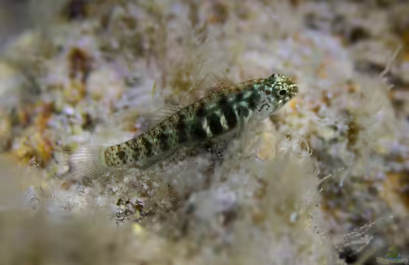 Eviota prasina im Aquarium halten (Einrichtungsbeispiele für Eviota prasina)