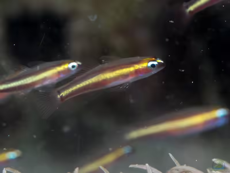 Eviota raja im Aquarium halten (Einrichtungsbeispiele für Eviota raja)