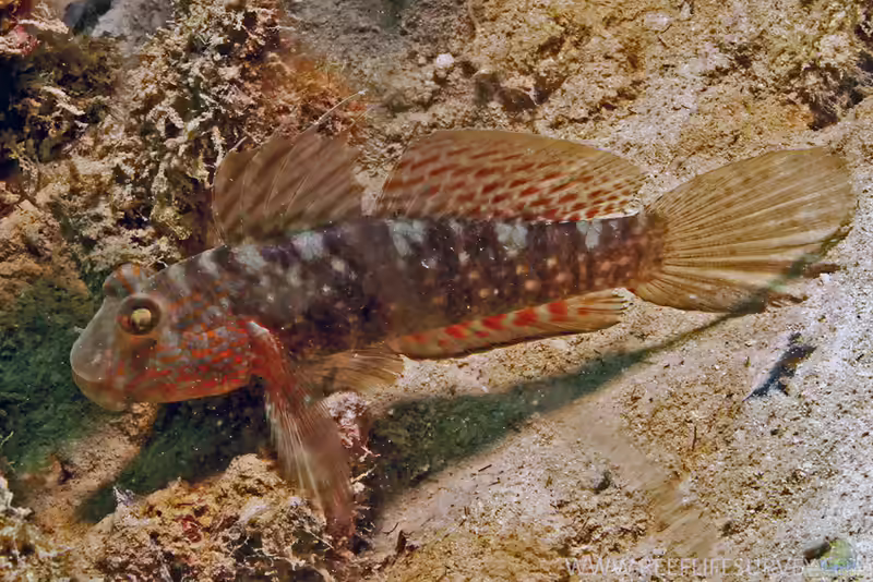 Exyrias belissimus im Aquarium halten (Einrichtungsbeispiele für Exyrias belissimus)