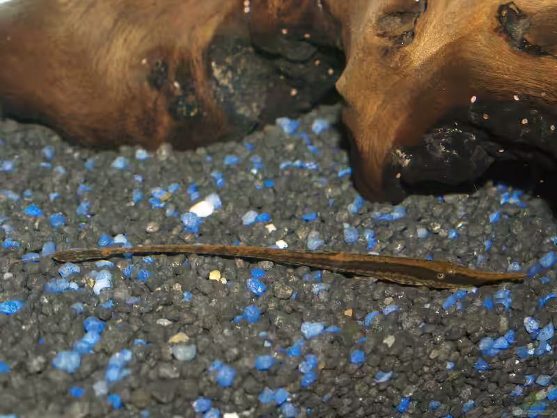 Farlowella vittata im Aquarium halten (Einrichtungsbeispiele mit Farlowella vittata)