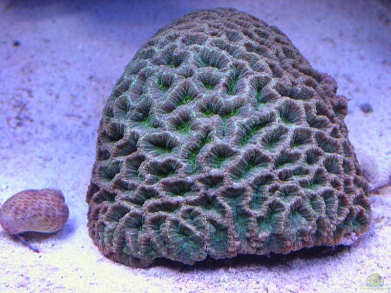 Favites spinosa im Aquarium halten (Einrichtungsbeispiele für Großpolypige Steinkoralle)  - Favites-spinosaaquarium