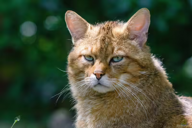 Europäische Wildkatze im Garten (Einrichtungsbeispiele mit Felis silvestris silvestris)