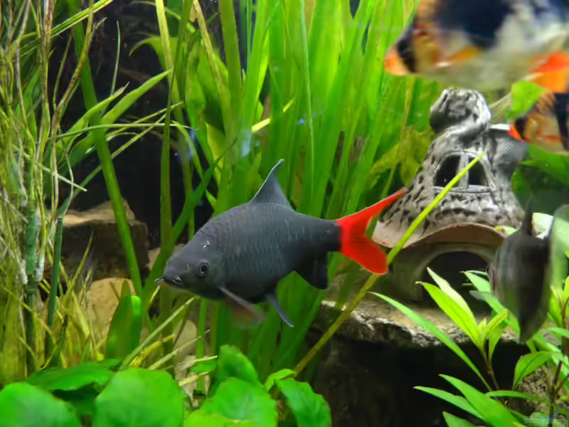 Epalzeorhynchos bicolor im Aquarium halten (Einrichtungsbeispiele mit Feuerschwanz)
