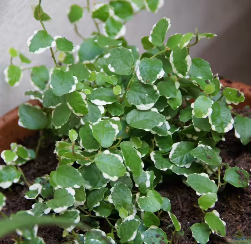 Ficus pumila im Terrarium (Einrichtungsbeispiele mit Kletterfeigen)