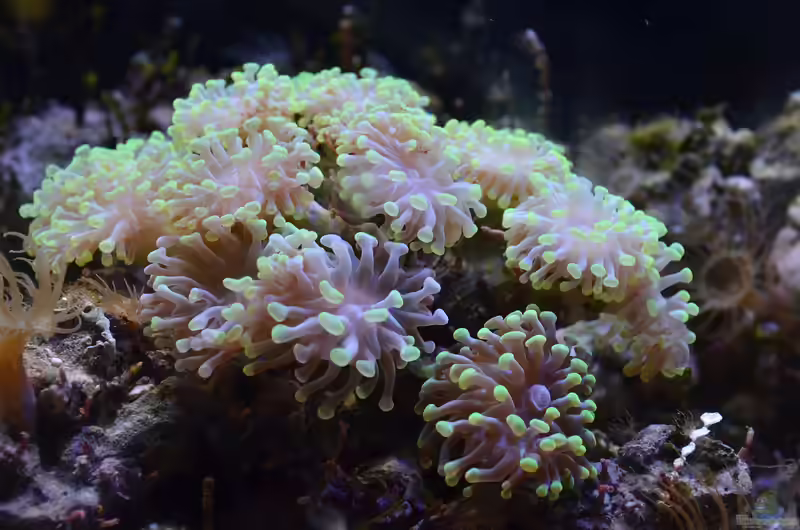 Fimbriaphyllia ancora im Aquarium halten (Einrichtungsbeispiele für Ankerkoralle)