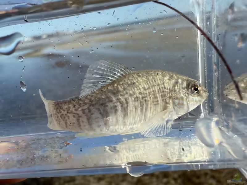Floridichthys carpio: Goldpunkt-Killifisch im Aquarium halten (Einrichtungsbeispiele mit Floridichthys carpio)