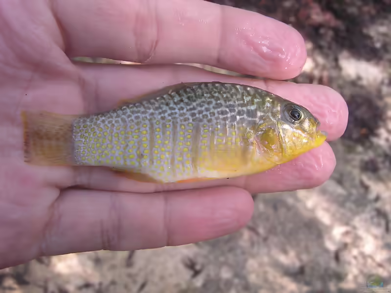 Floridichthys polyommus: Augenfleck-Kärpfling im Aquarium halten (Einrichtungsbeispiele mit Floridichthys polyommus)