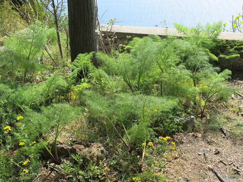 Foeniculum vulgare am Gartenteich (Einrichtungsbeispiele mit Gewürzfenchel)