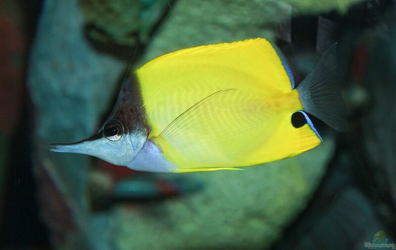 Forcipiger flavissimus im Aquarium halten (Einrichtungsbeispiele für Gelber Masken-Pinzettfisch)  - Forcipiger-flavissimusaquarium