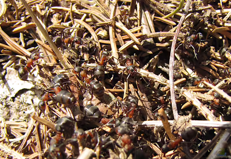 Formica rufa im Garten (Einrichtungsbeispiele mit Waldameise)