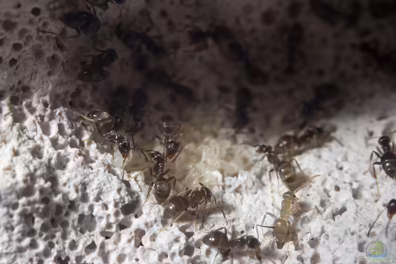 Ein Formicarium einrichten (Einrichtungsbeispiele für Formicarium)