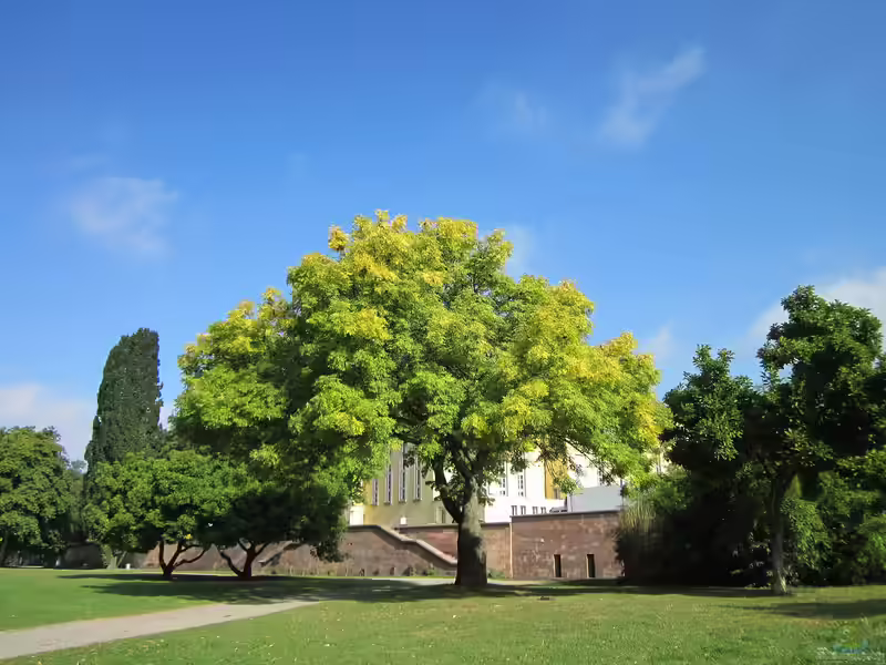 Fraxinus excelsior im Garten pflanzen (Einrichtungsbeispiele mit Kugel-Esche)