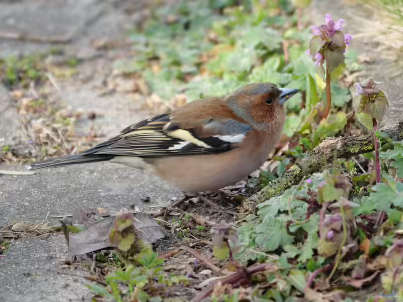 Fringilla coelebs im Garten (Einrichtungsbeispiele mit Buchfink)