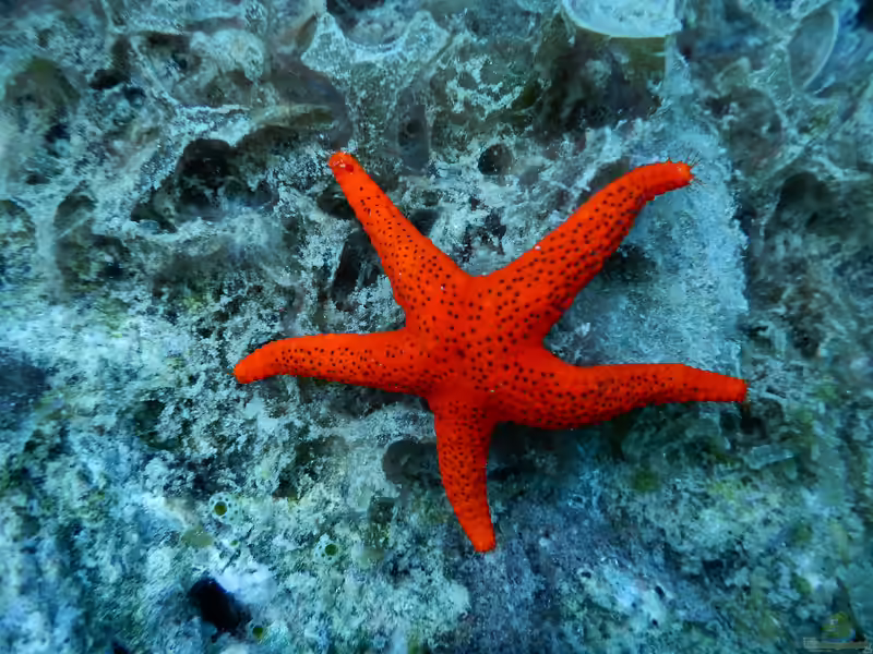 Fromia milleporella im Aquarium halten (Einrichtungsbeispiele mit Vielporiger Seestern)