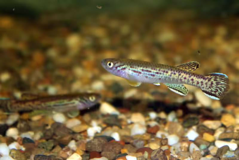 Fundulopanchax marmoratus im Aquarium halten (Einrichtungsbeispiele für Marmorierter Prachtkärpflinge)