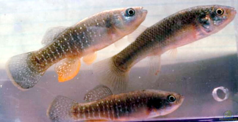 Fundulus heteroclitus im Aquarium halten (Einrichtungsbeispiele für Zebra-Killifisch)